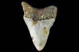 Bargain, Fossil Megalodon Tooth - North Carolina #109521-2
